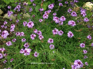 Verbena lilacina 'De La Cina' - blossom